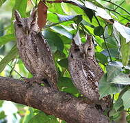 Pacific Screech Owl