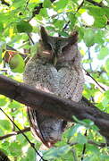 Pacific Screech Owl