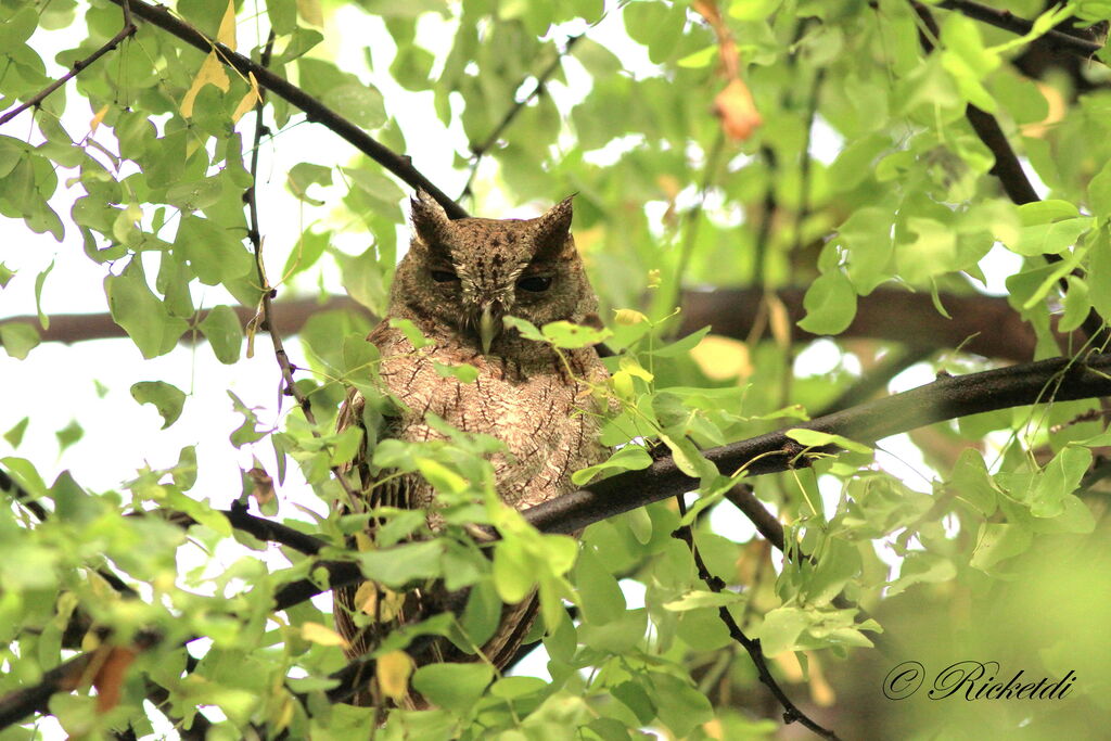 Pacific Screech Owl