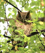 Pacific Screech Owl