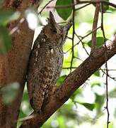 Pacific Screech Owl