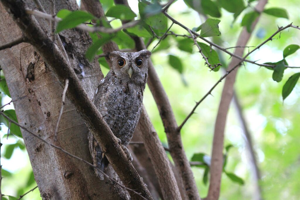 Pacific Screech Owl