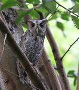 Pacific Screech Owl