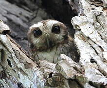 Bare-legged Owl