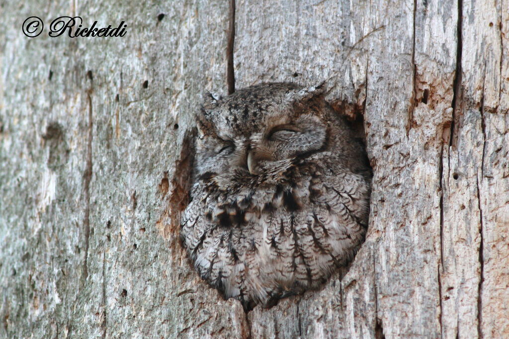 Eastern Screech Owl