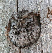 Eastern Screech Owl