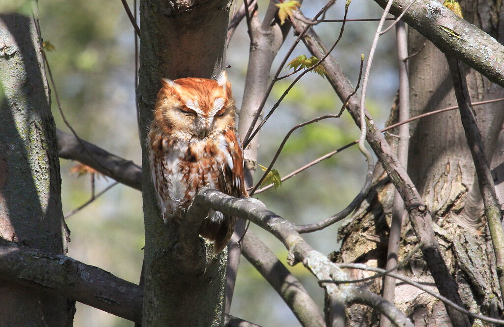 Eastern Screech Owl