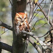 Eastern Screech Owl