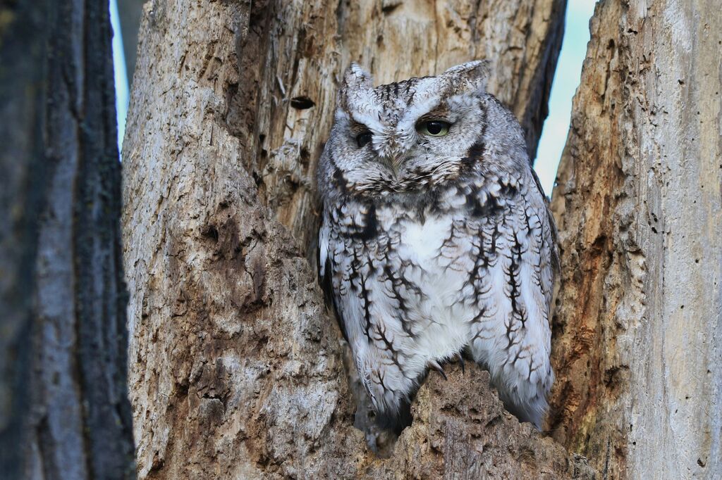 Eastern Screech Owl