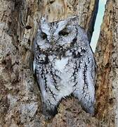 Eastern Screech Owl