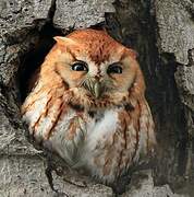 Eastern Screech Owl