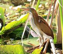 Least Bittern