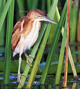 Least Bittern