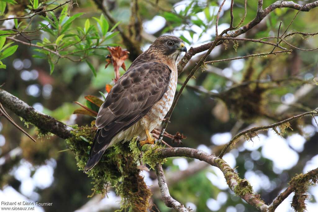 Broad-winged Hawkadult, identification