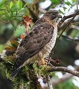 Broad-winged Hawk