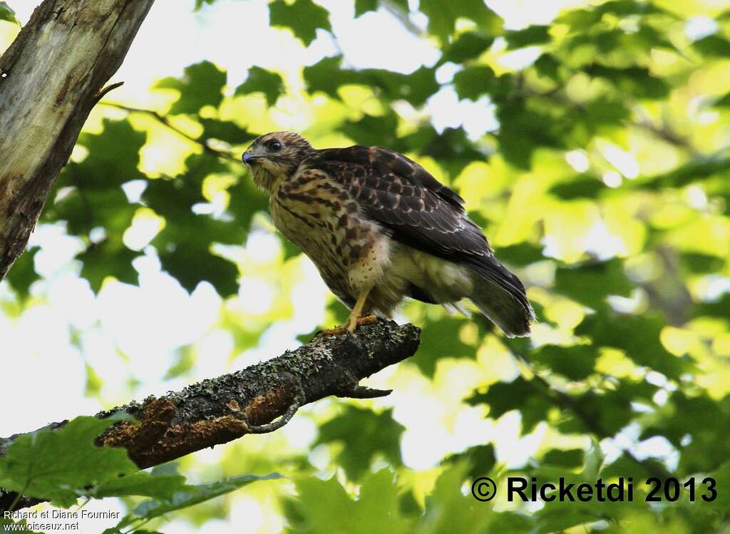 Broad-winged Hawkjuvenile, identification