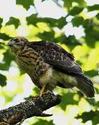 Broad-winged Hawk