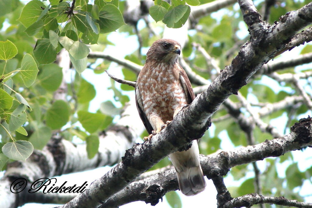 Broad-winged Hawk