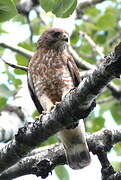 Broad-winged Hawk