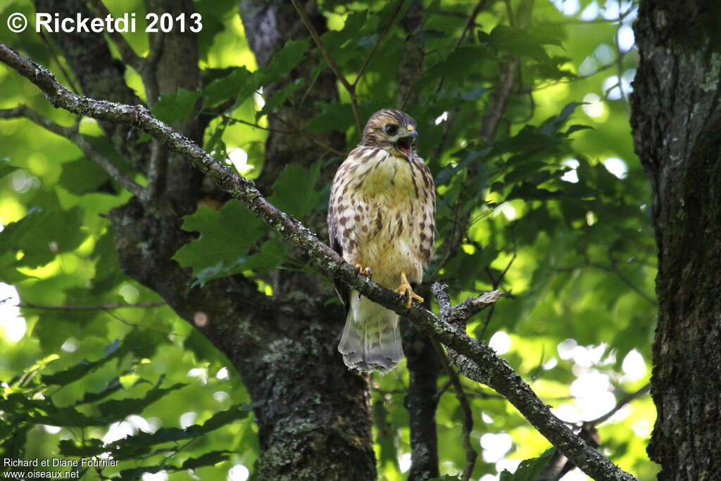 Broad-winged Hawkjuvenile, identification