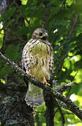 Broad-winged Hawk