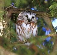 Northern Saw-whet Owl