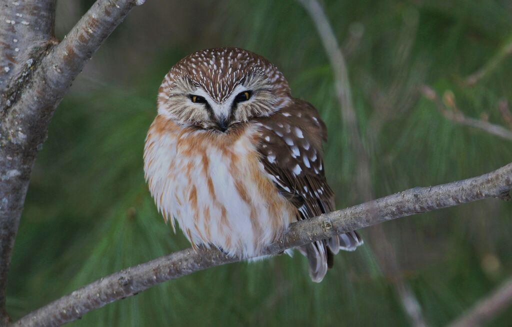 Northern Saw-whet Owl