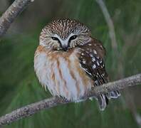 Northern Saw-whet Owl