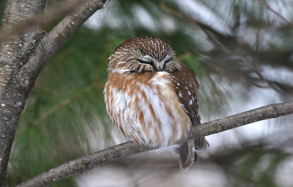 Northern Saw-whet Owl