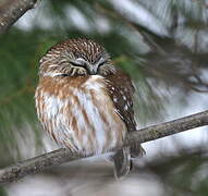 Northern Saw-whet Owl