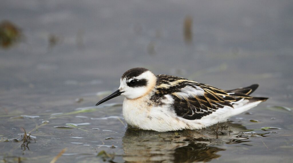 Red-necked Phalaropejuvenile