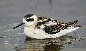 Red-necked Phalarope