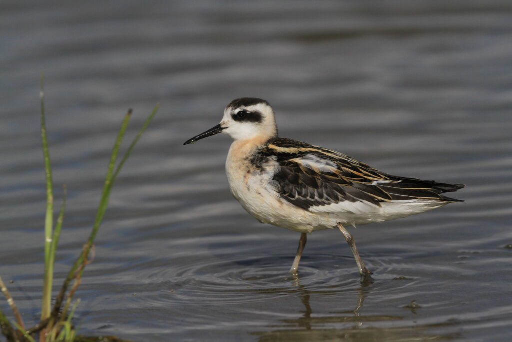 Red-necked Phalaropejuvenile