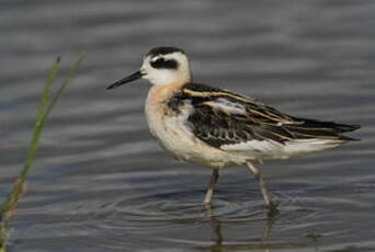 Phalarope à bec étroit