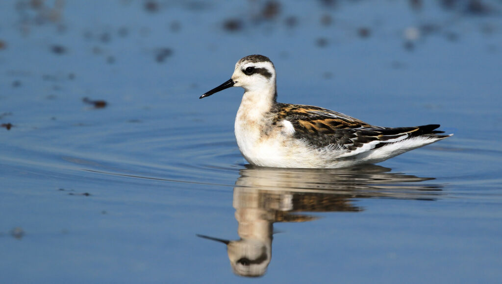 Phalarope à bec étroit