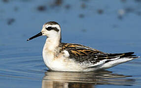 Red-necked Phalarope