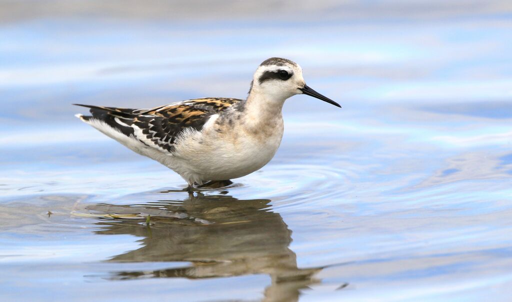 Phalarope à bec étroit