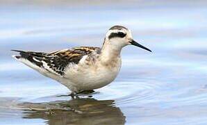 Phalarope à bec étroit