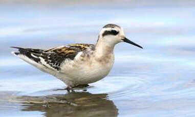 Phalarope à bec étroit