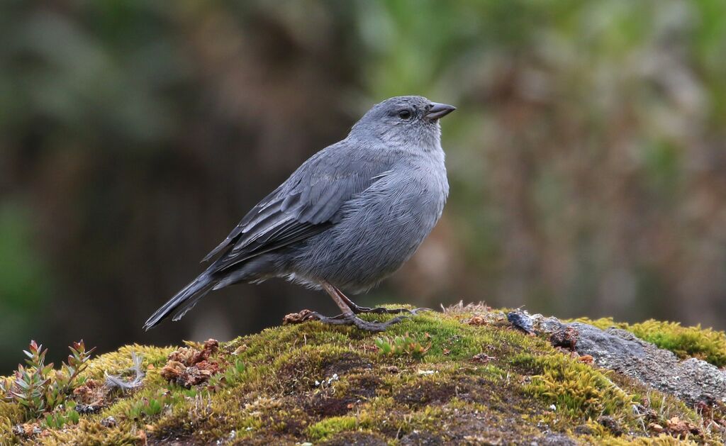 Plumbeous Sierra Finch