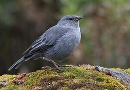 Plumbeous Sierra Finch