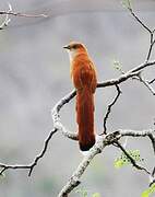 Squirrel Cuckoo