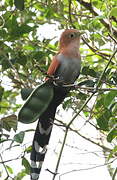 Squirrel Cuckoo