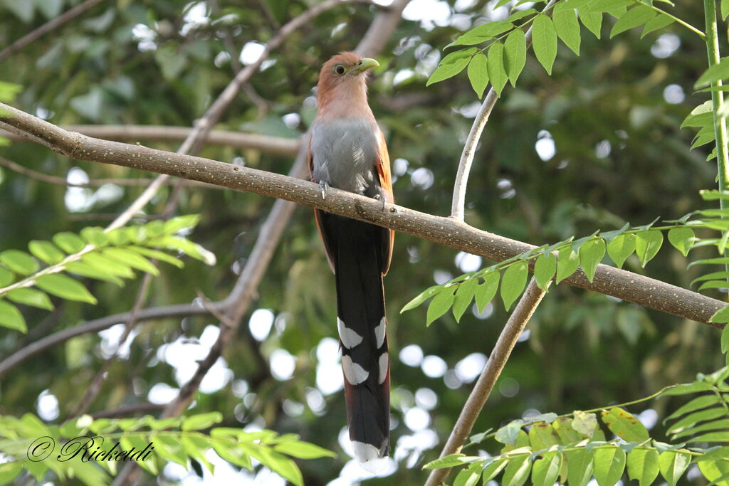 Squirrel Cuckoo