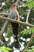 Squirrel Cuckoo