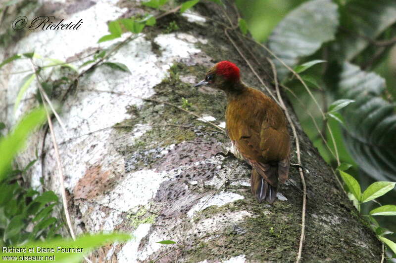 Rufous-winged Woodpecker female adult, habitat, fishing/hunting