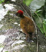 Rufous-winged Woodpecker