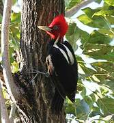 Pale-billed Woodpecker