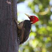 Pale-billed Woodpecker