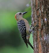 Red-crowned Woodpecker